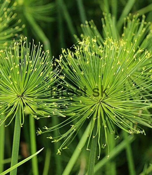 Cyperus papyrus